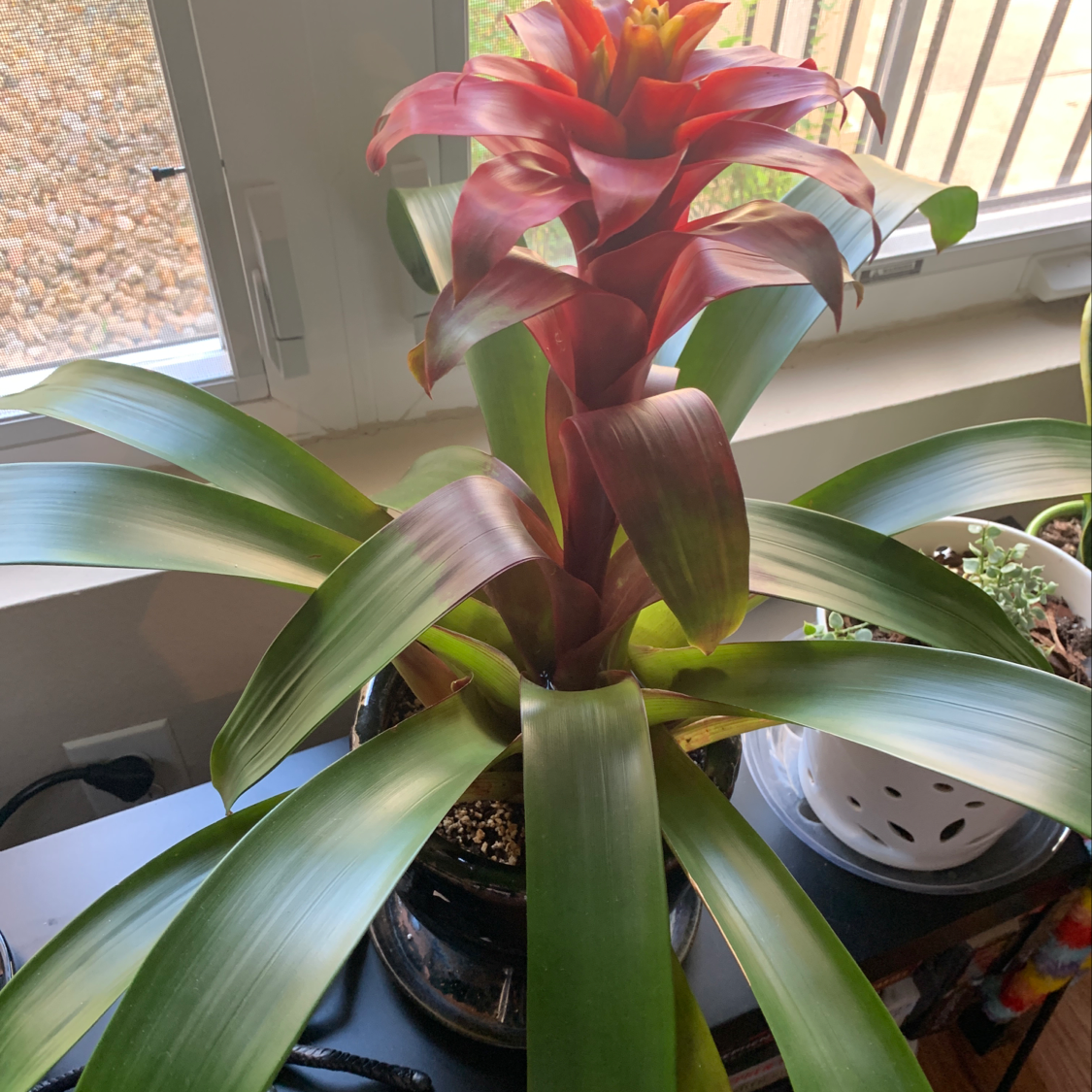Vibrant red and green Droophead Tufted Airplant in a terra cotta pot, with long slender leaves arching gracefully outward.