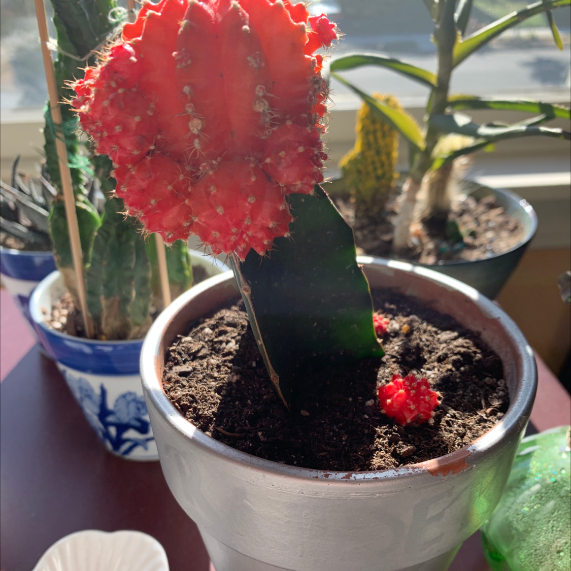 Moon Cactus (Gymnocalycium mihanovichii) in a pot with visible soil and vibrant red coloration.