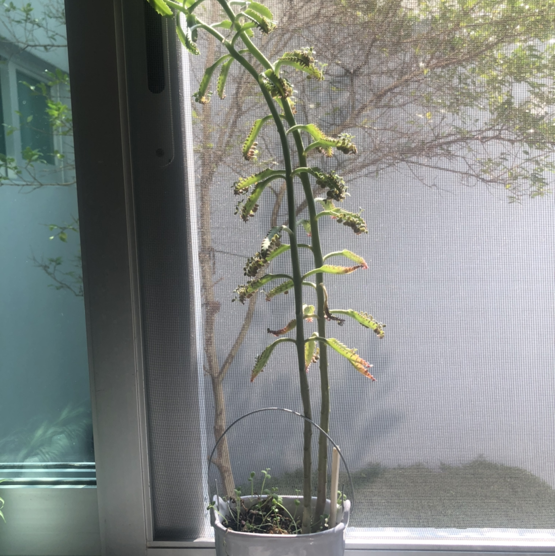 Healthy Mother of Thousands plant in water propagation with many plantlets on leaf edges. Tall stem with alternating green leaves.