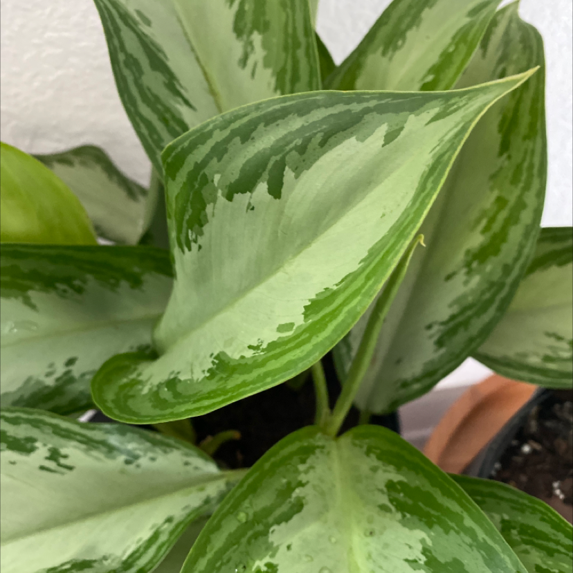Close-up of a vibrant, healthy Dieffenbachia plant with large variegated green leaves showing characteristic speckling and no signs of disease.