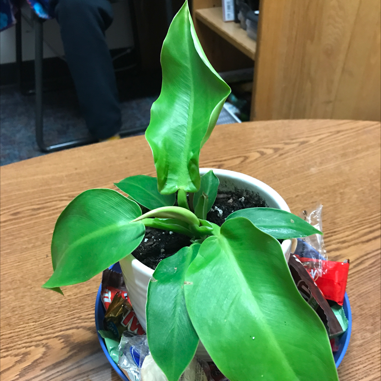Philodendron 'Moonlight' plant in a white pot on a table, surrounded by snacks.
