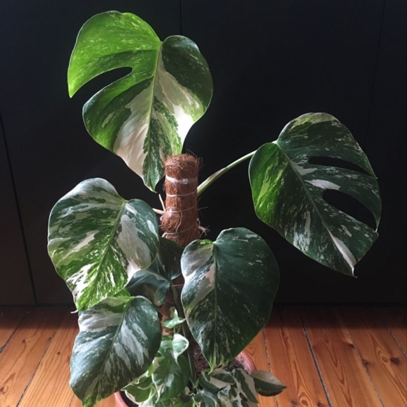 Healthy, vibrant Jade Pothos plant with striking green and white variegated leaves in a small pot on a wooden surface.