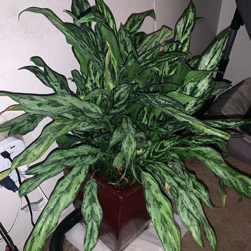 Close-up view of a healthy Chinese Evergreen plant with lush green and silver variegated leaves in a red ceramic pot.
