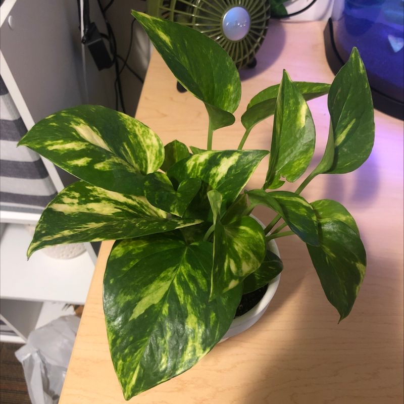 Photo of the plant species Gold Dust Snake Plant by Sydney named lizzy on Greg, the plant care app
