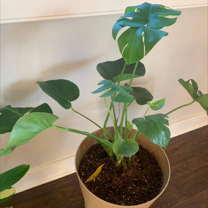 Healthy Chinese Taro plant with vibrant green heart-shaped leaves in a pot with visible soil, no signs of disease or discoloration.