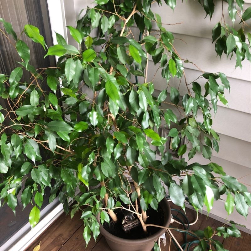 Photo of the plant species Mint Megasperma by Taela named Grandma’s Tree on Greg, the plant care app