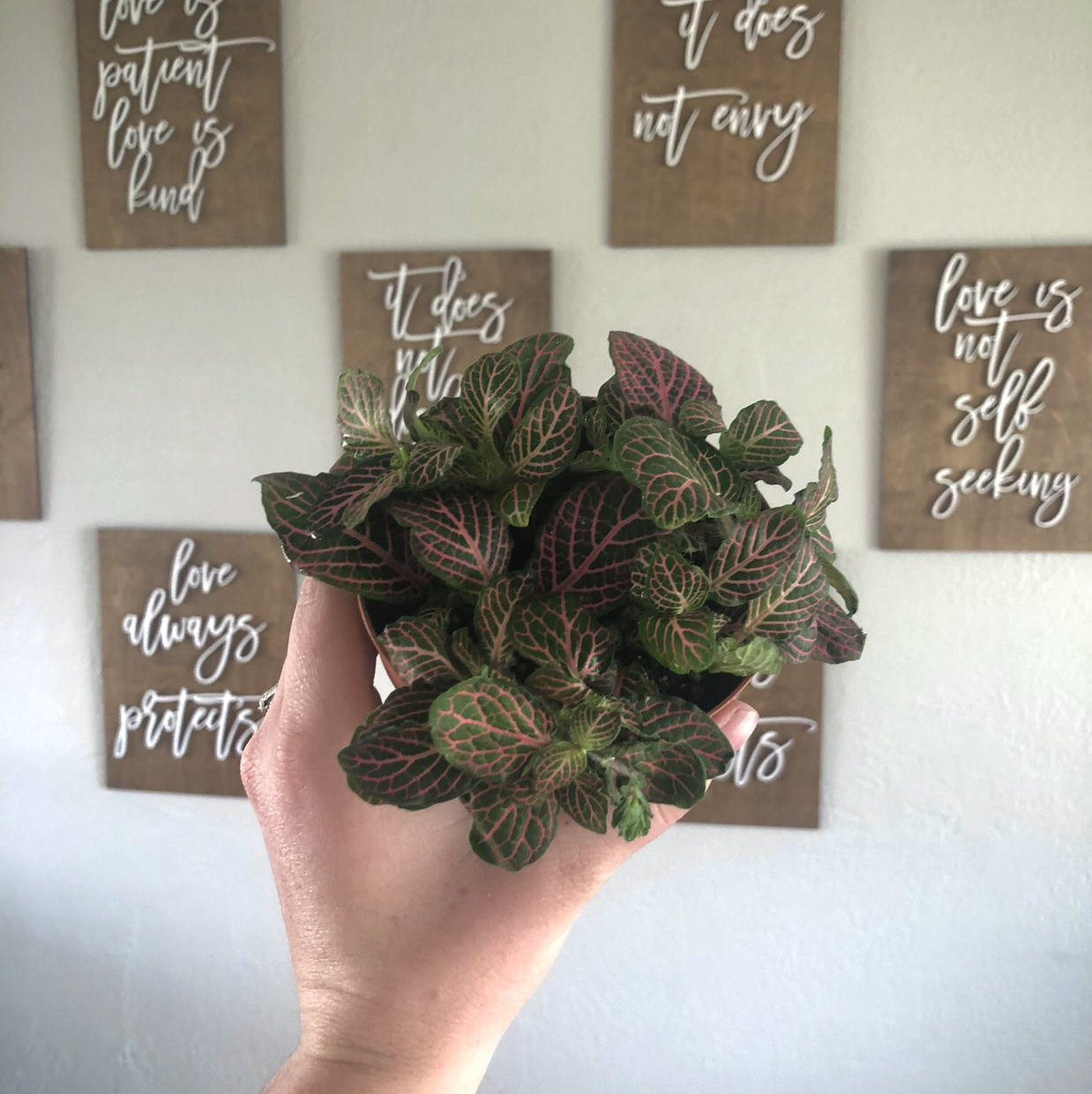 A healthy Nerve Plant (Fittonia) with vibrant green leaves and pink veins, held up by a hand.