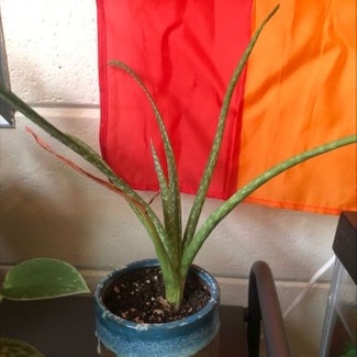 Aloe vera plant in San Francisco, California