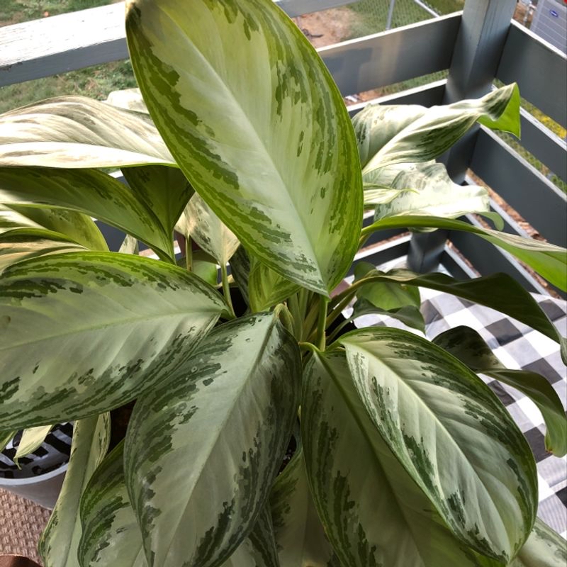 A healthy, lush Chinese Evergreen plant with large green and white variegated leaves, well-framed against a neutral background.