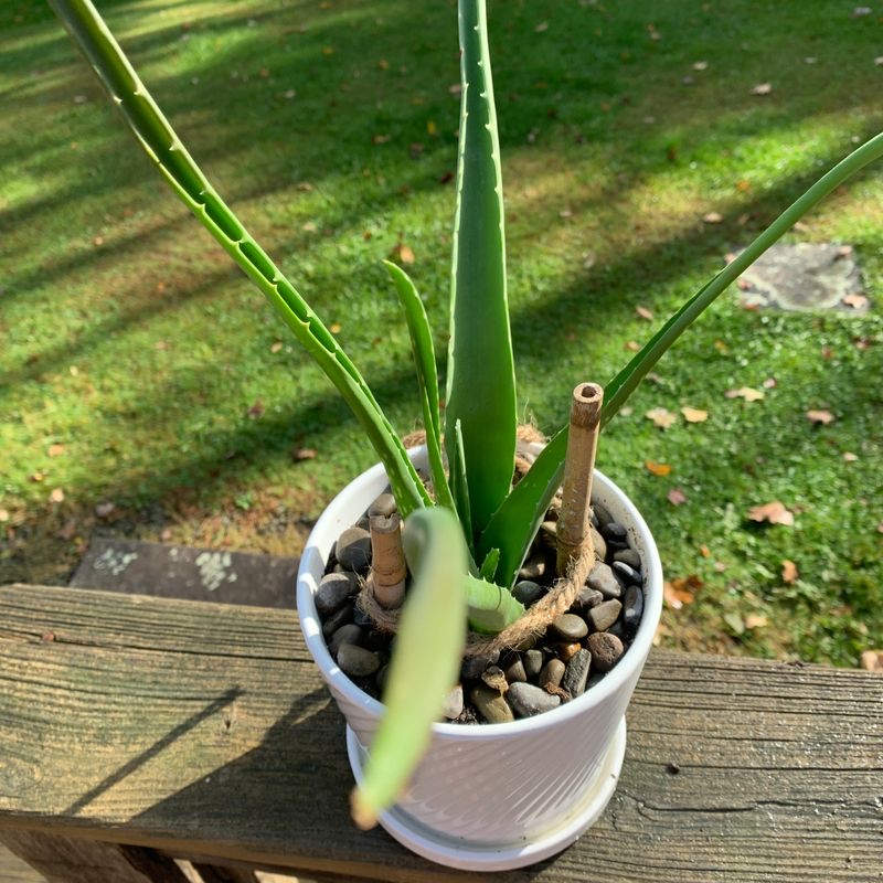 Cylindrical Snake Plant in a white pot with pebbles, outdoors on a wooden surface.