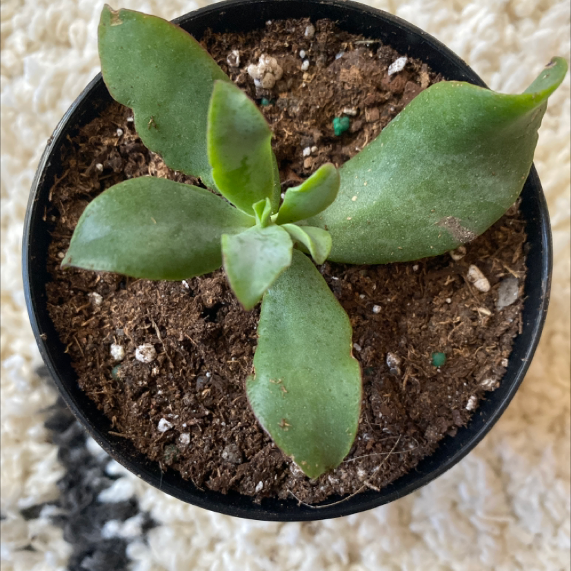 A small potted Felt Bush plant with thick green leaves and visible soil.