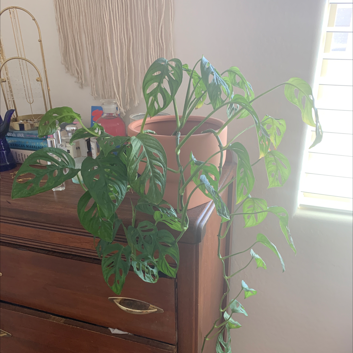 Large, healthy Monstera adansonii window leaf plant with lush, fenestrated green leaves growing indoors in a wooden cabinet.
