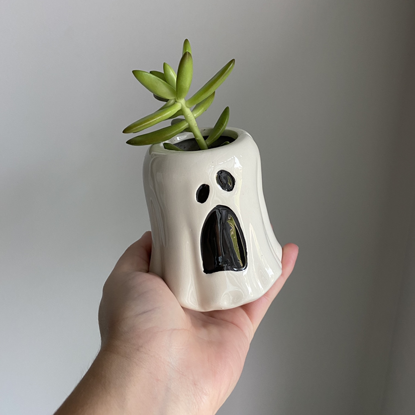 Golden Sedum plant photo by @abbyjjackson named Ghostie on Greg, the plant care app.