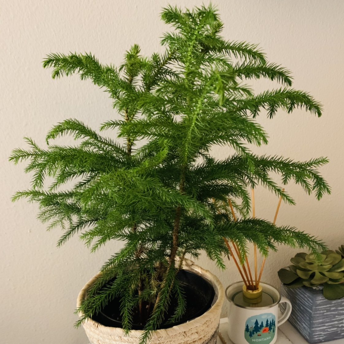 Norfolk Island Pine in a pot, healthy green foliage, no visible soil or flowers.