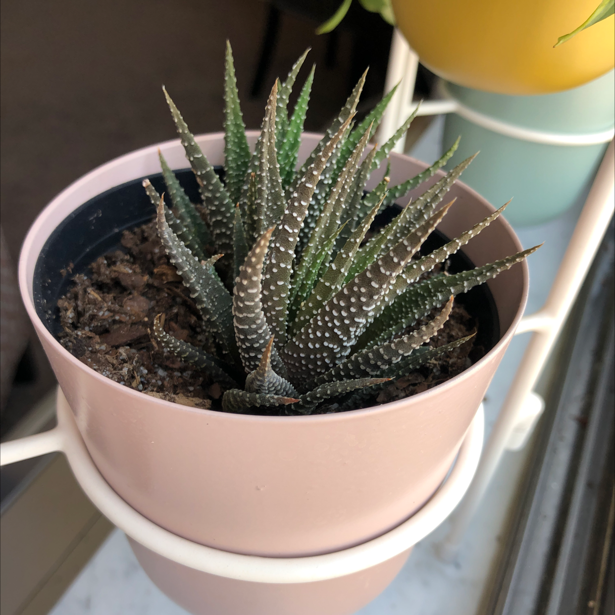 Healthy zebra plant with striped green leaves in a small pink pot, well framed against a blurred background.