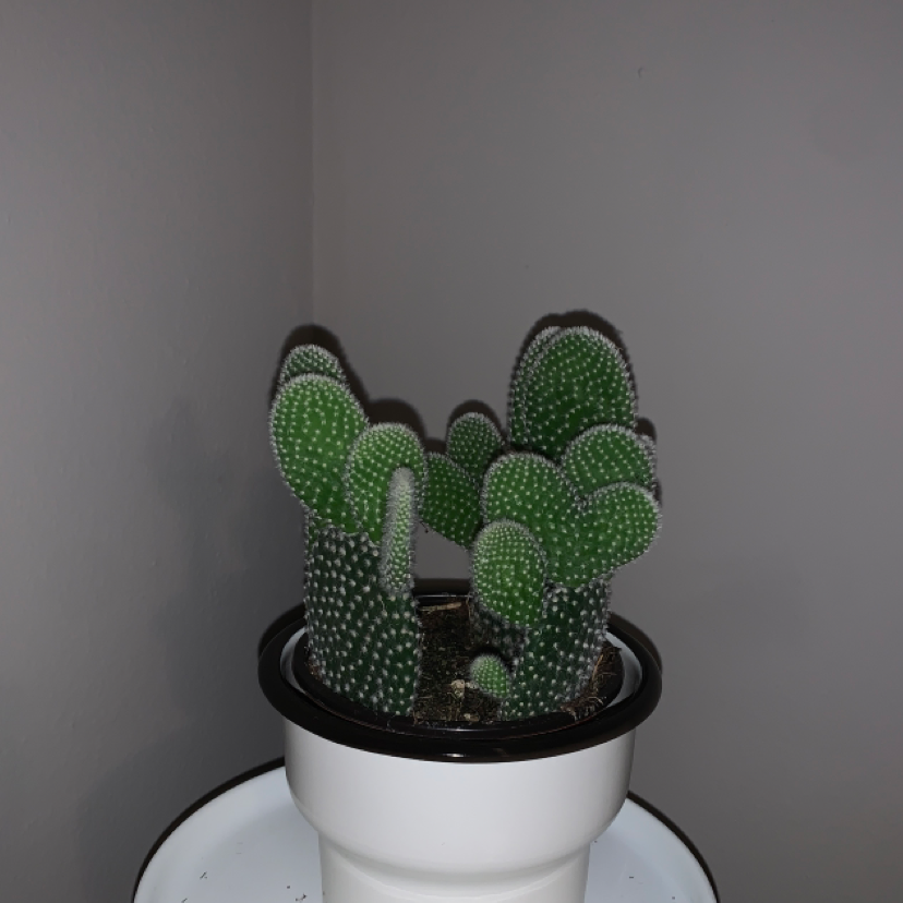 Bunny Ears Cactus (Opuntia microdasys) in a white pot, well-framed and healthy.