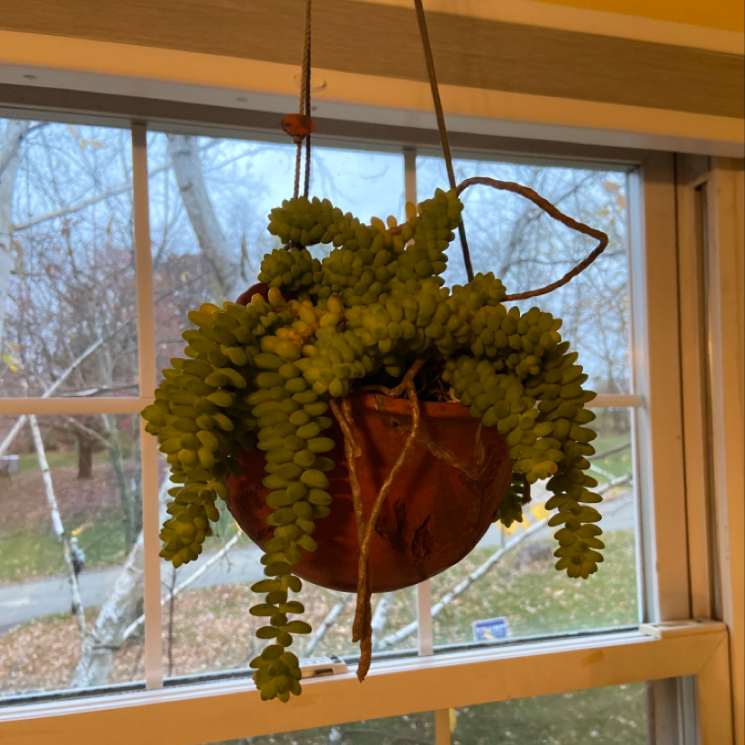 Close-up of a healthy Burro's Tail succulent plant with dense green foliage hanging in a small terracotta pot by a window.