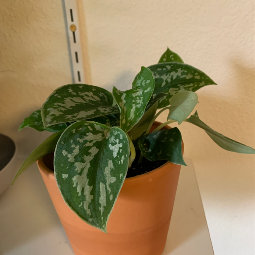 Healthy satin pothos plant with shiny variegated green and silver leaves growing in a terracotta pot.