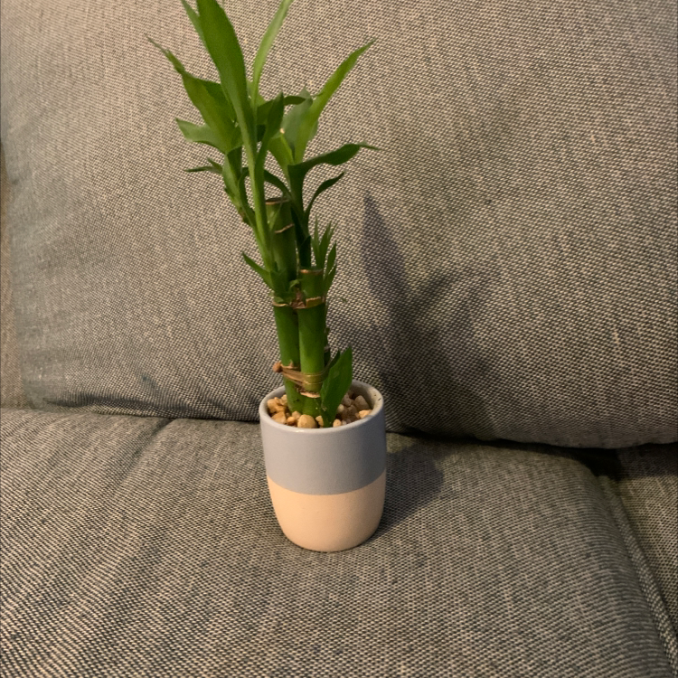 A healthy, curving lucky bamboo plant with vibrant green leaves in a small white ceramic pot, on a gray background.
