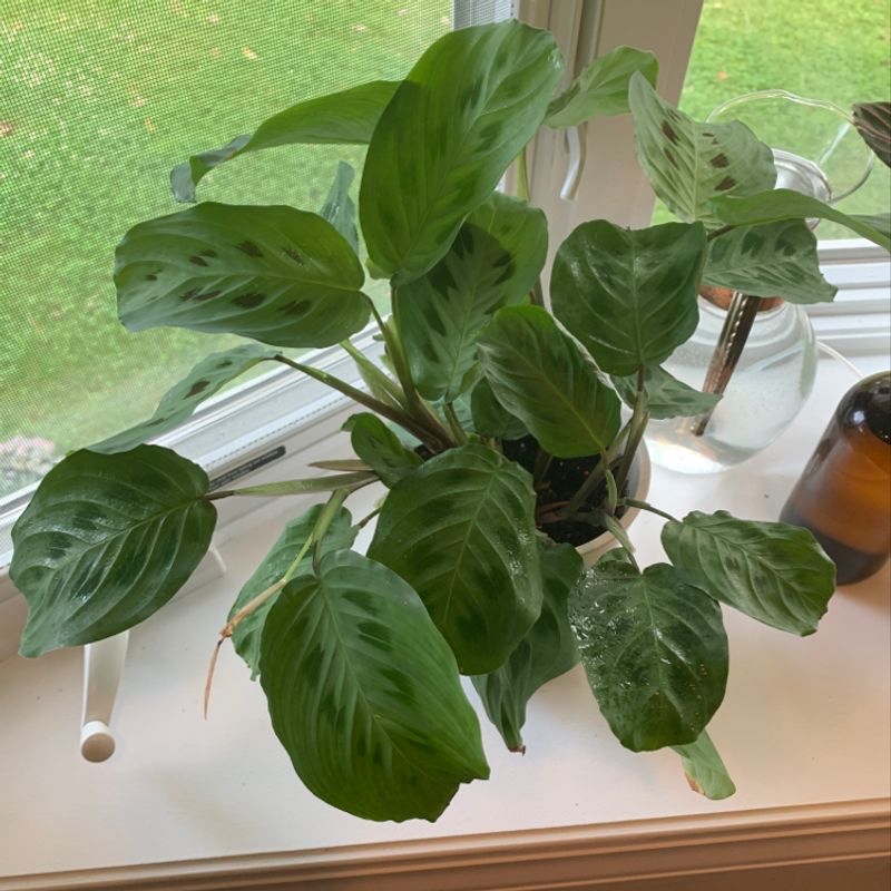 Healthy, thriving Green Prayer Plant with vibrant variegated leaves in a white ceramic pot, free of any damage or discoloration.
