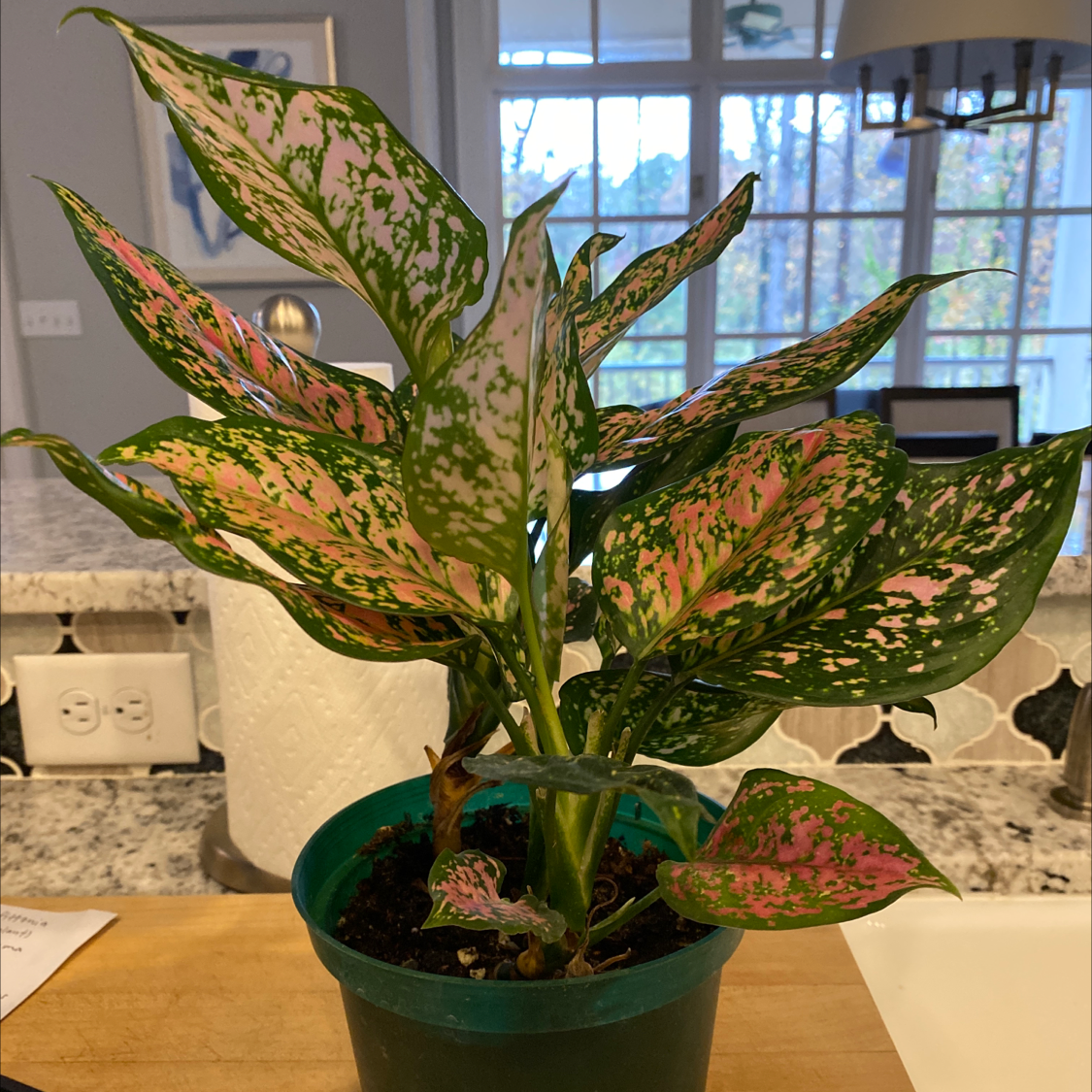 Aglaonema 'Pink Splash' plant in a green pot with vibrant pink and green variegated leaves.