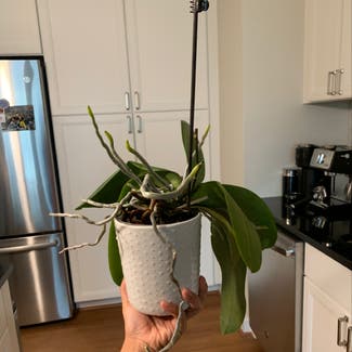 Phalaenopsis Orchid plant in Arlington, Virginia