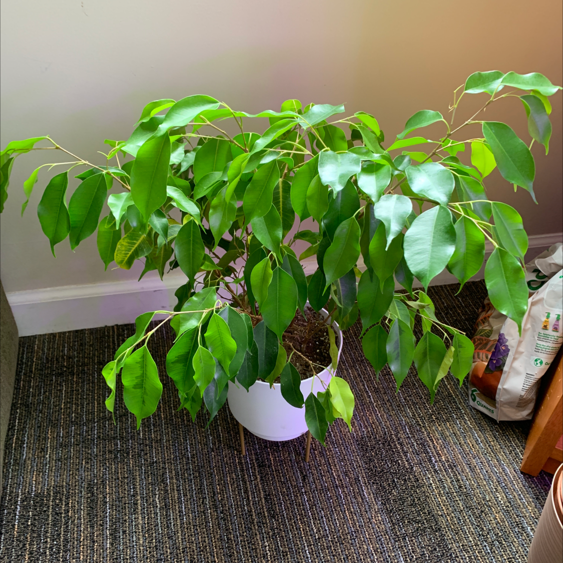 Healthy weeping fig plant with bright green glossy leaves in a white pot, well-framed on a warm background.