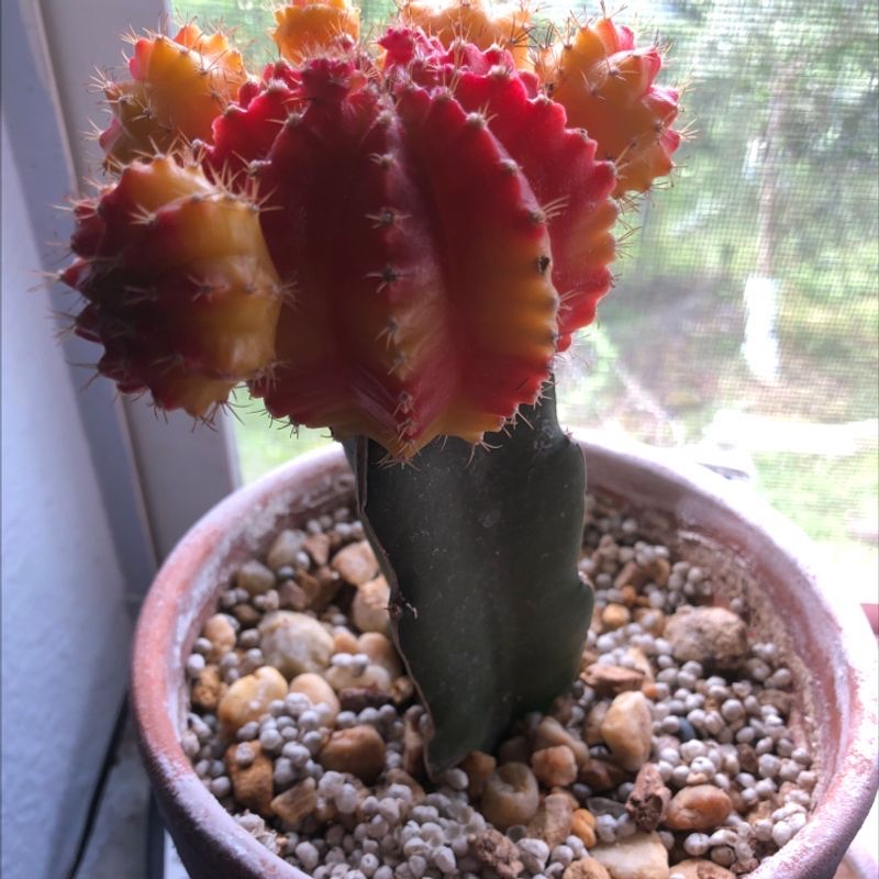 Moon Cactus plant photo by @SilasOwO named Delilah on Greg, the plant care app.