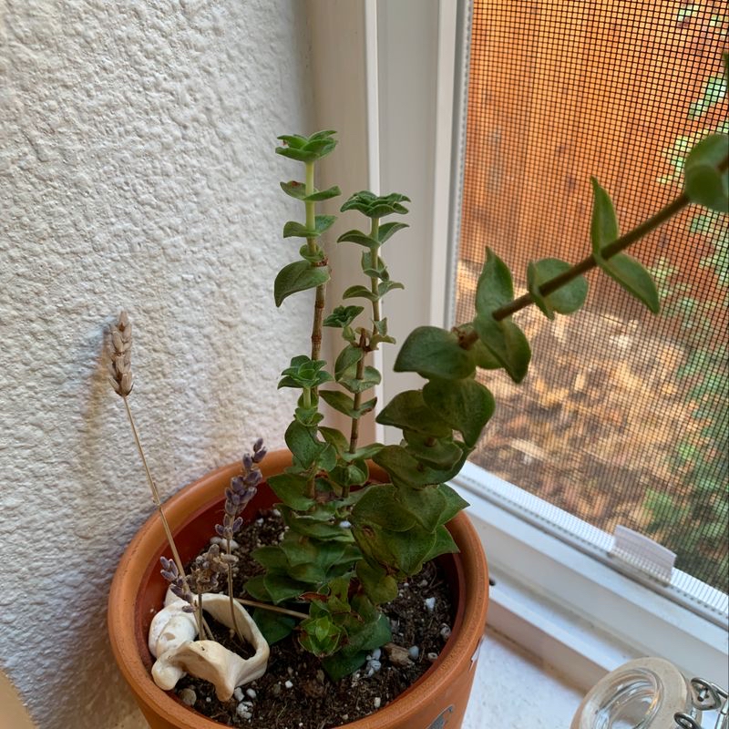 Photo of the plant species Muiria hortenseae by Dessy named Fish on Greg, the plant care app
