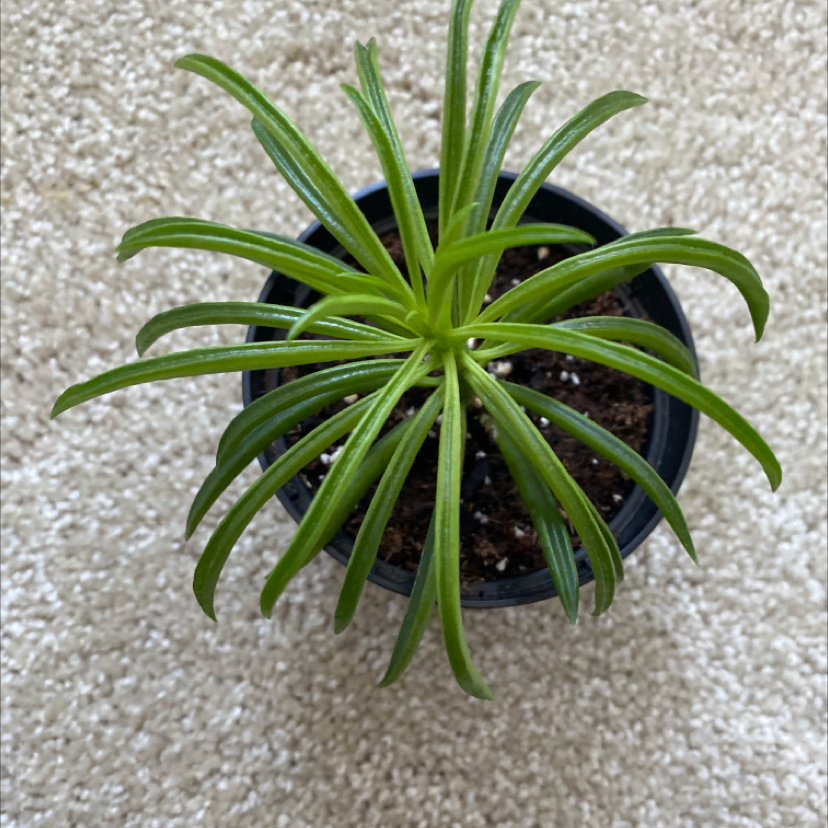 Pincushion Peperomia plant in a small pot with healthy green leaves and visible soil.