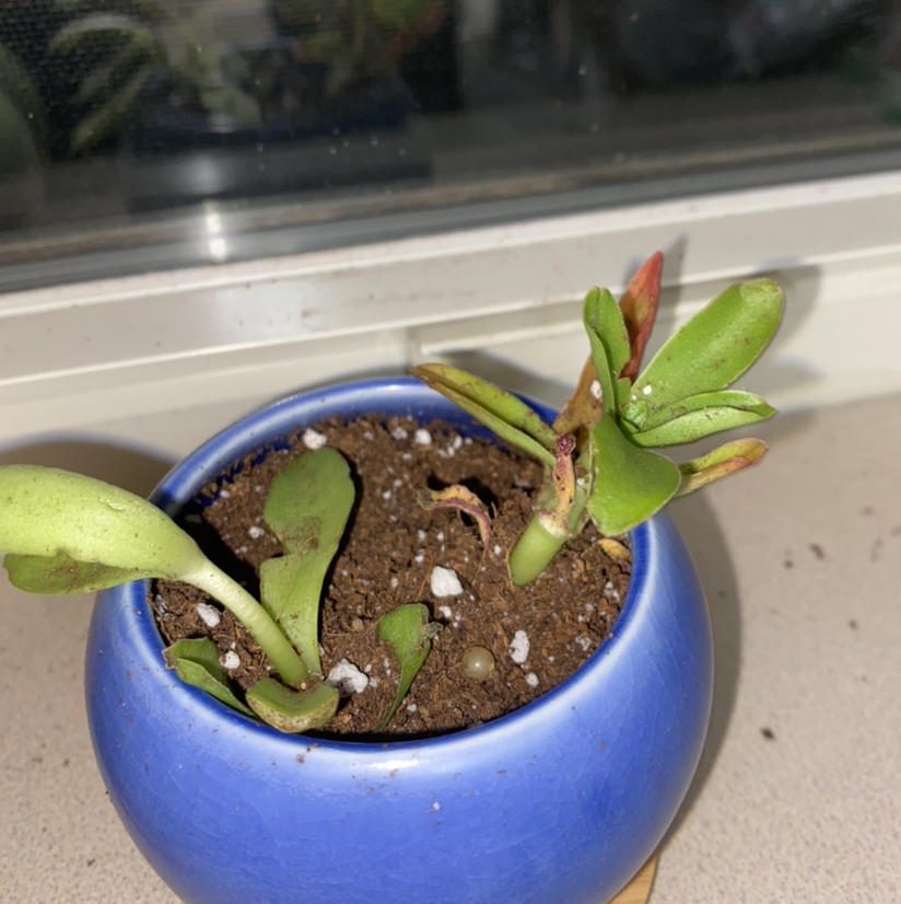 Potted Red Pagoda plant with some browning leaves in a blue pot.