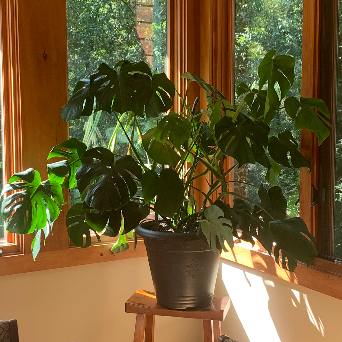 Why Are My Swiss Cheese Plant Leaves Curling?