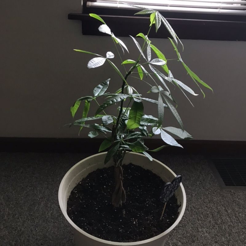Healthy money tree plant in a small white pot, with some normal yellowing on older lower leaves.