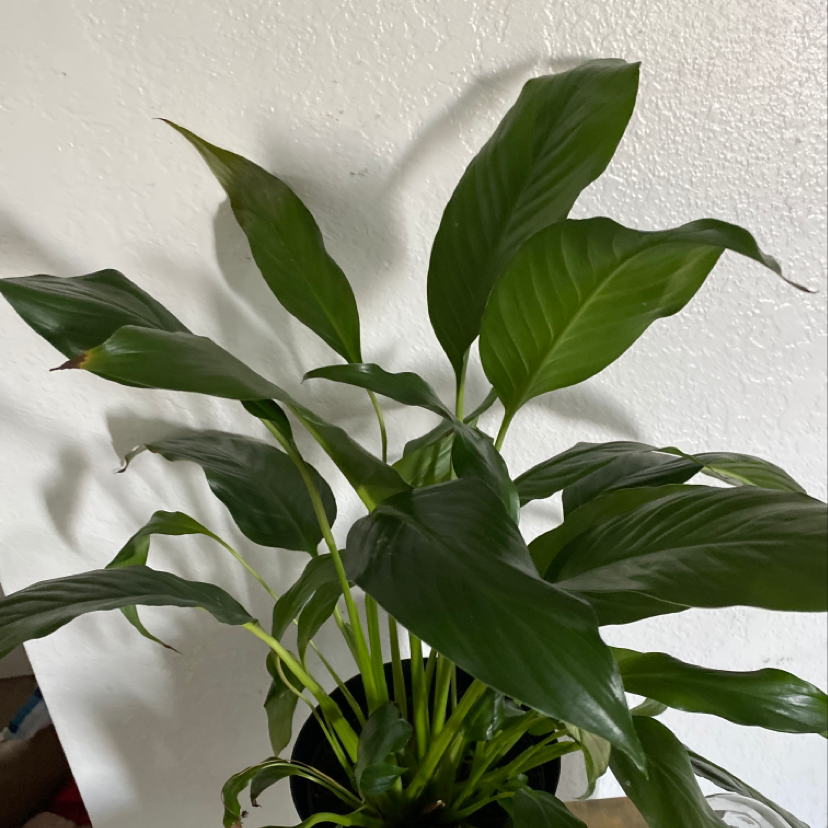 Healthy Peace Lily plant with lush, dark green leaves, well-framed against a white background.