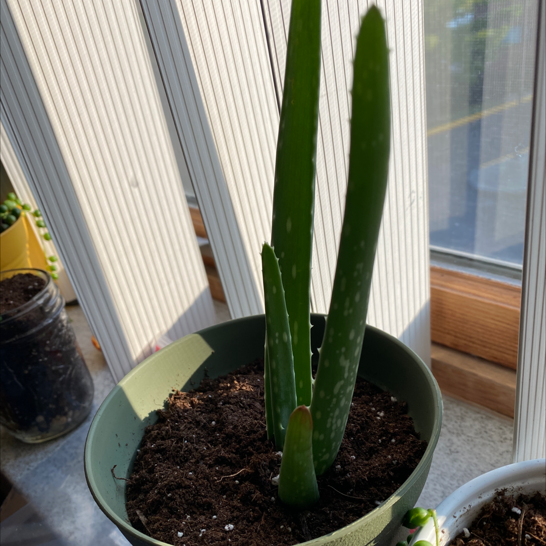 Photo of the plant species Chinese Evergreen by Georgie named Foxxy on Greg, the plant care app