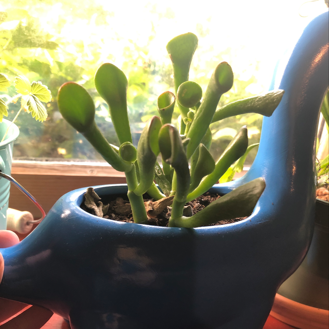 Gollum Jade plant in a blue dinosaur-shaped pot, healthy and well-framed.