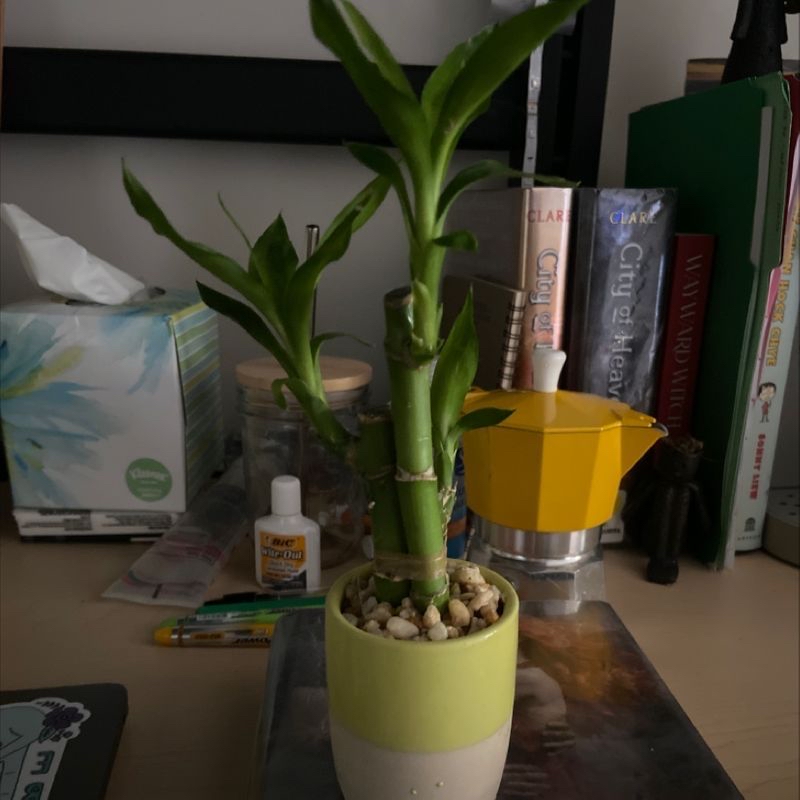 Healthy lucky bamboo plant with green stalks growing straight up from a yellow pot, sitting on a shelf with books.