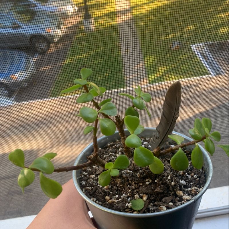 Potted Elephant Bush with healthy green leaves and a feather in the soil.