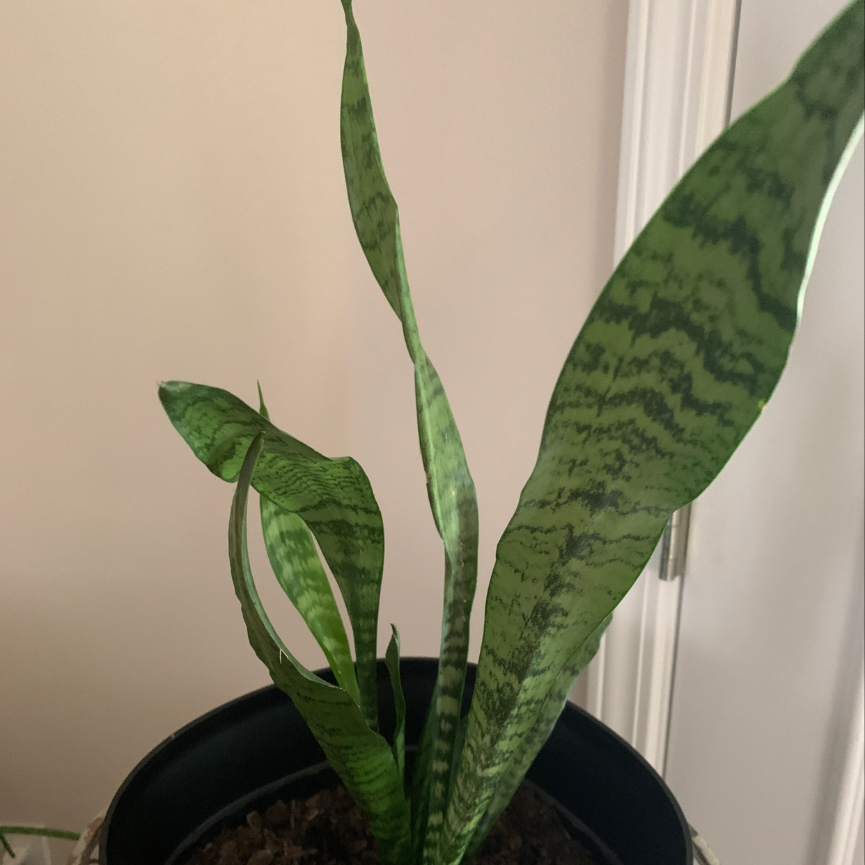 Plant care for Philodendron on Greg, the plant care app