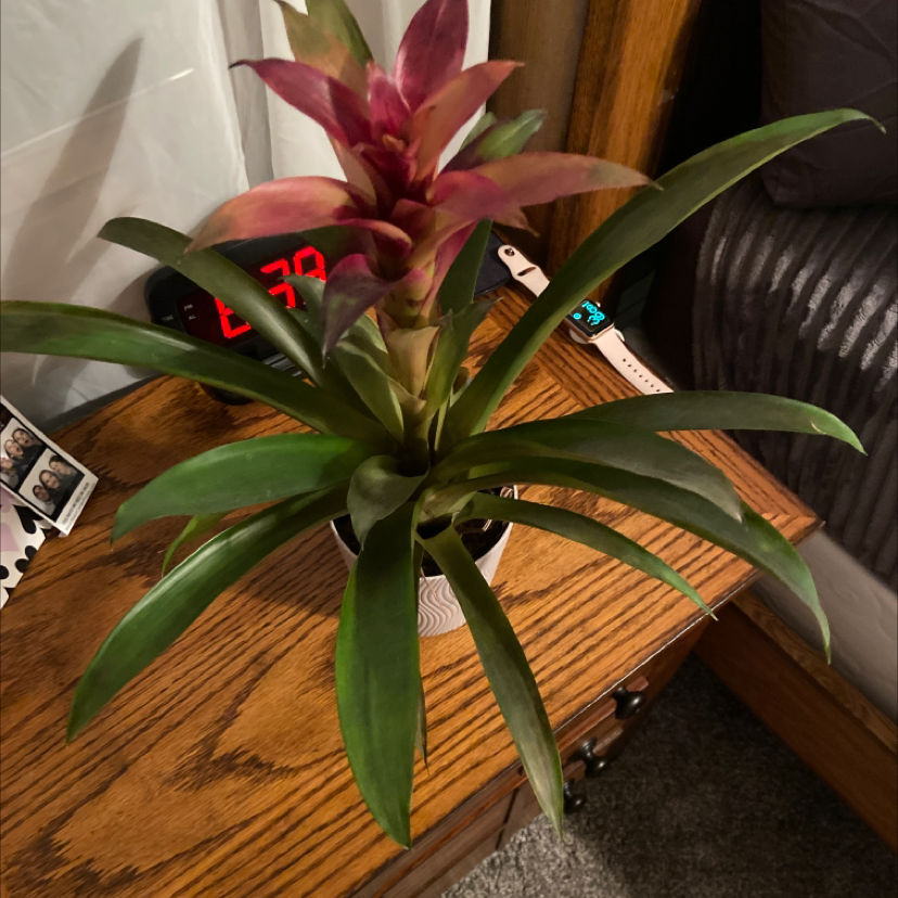Healthy Guzmania lingulata with vibrant green foliage and a tall red inflorescence bearing small purple flowers, on a wooden surface.