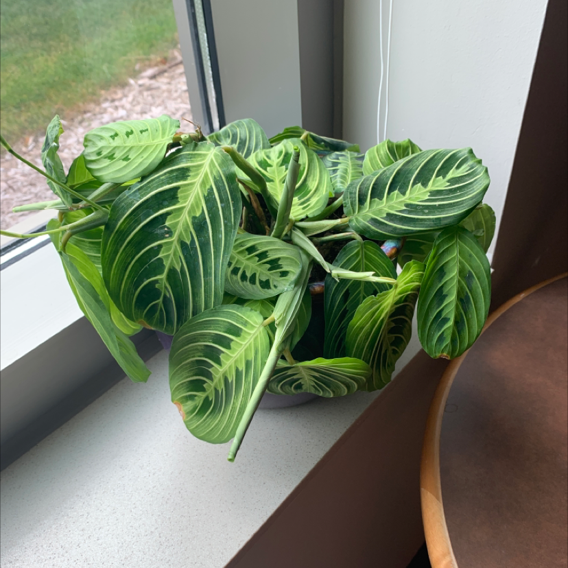 Healthy green prayer plant with large striped leaves sitting on a windowsill.