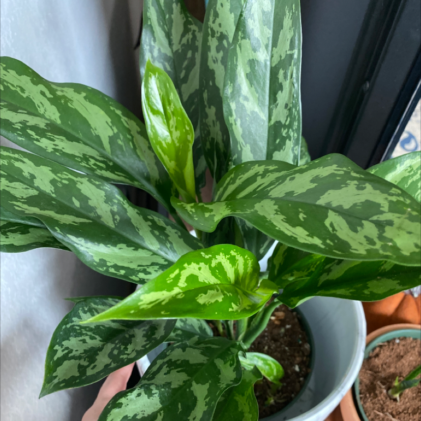 Healthy Chinese Evergreen plant with vibrant variegated leaves in a blue ceramic pot, no signs of disease or issues.