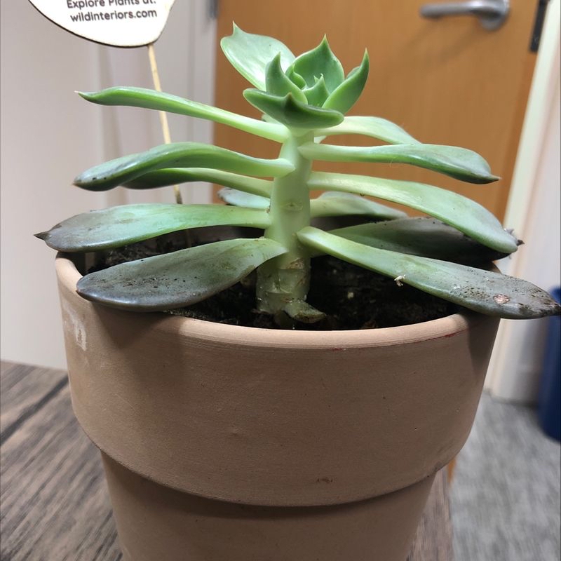Plant care for Thongsuphan Orchid on Greg, the plant care app