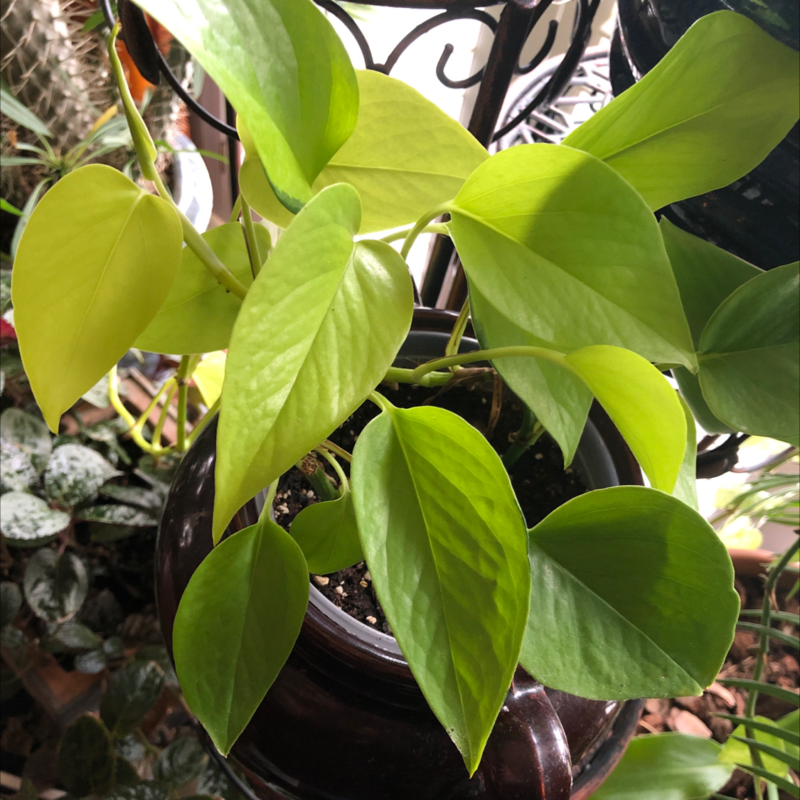 Neon Pothos plant photo by @Wolfie named Motley Crue on Greg, the plant care app.