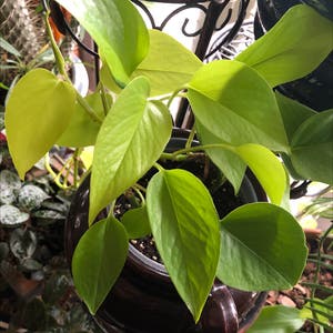 Neon Pothos plant photo by @Wolfie named Motley Crue on Greg, the plant care app.