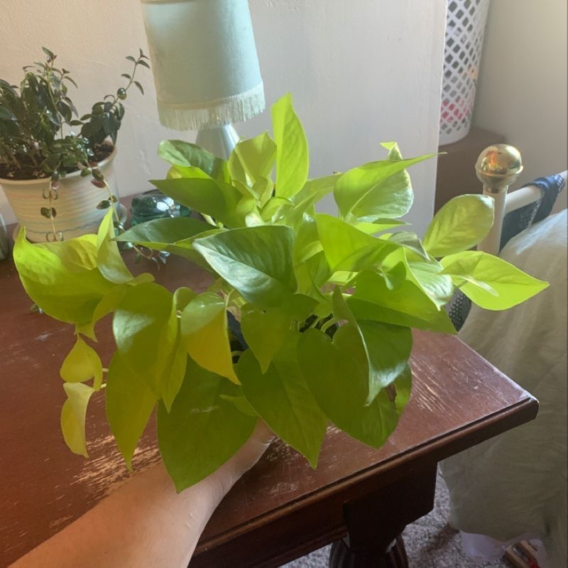 Photo of the plant species Strawberries by Aja named Potholomew on Greg, the plant care app