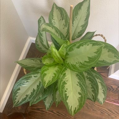 Photo of the plant species Aglaonema 'Silver Bay' by @Bethea0211 named Bae on Greg, the plant care app