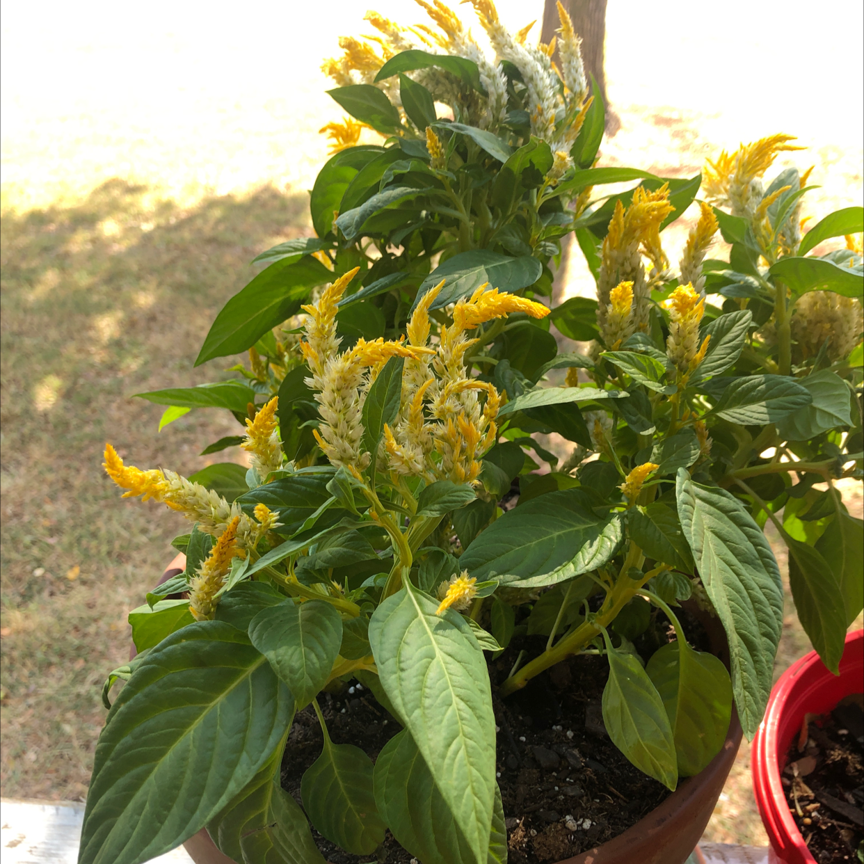 Vibrant yellow-orange cockscomb plant in full bloom with lush green foliage, thriving in a pot, image is well-framed and focused.