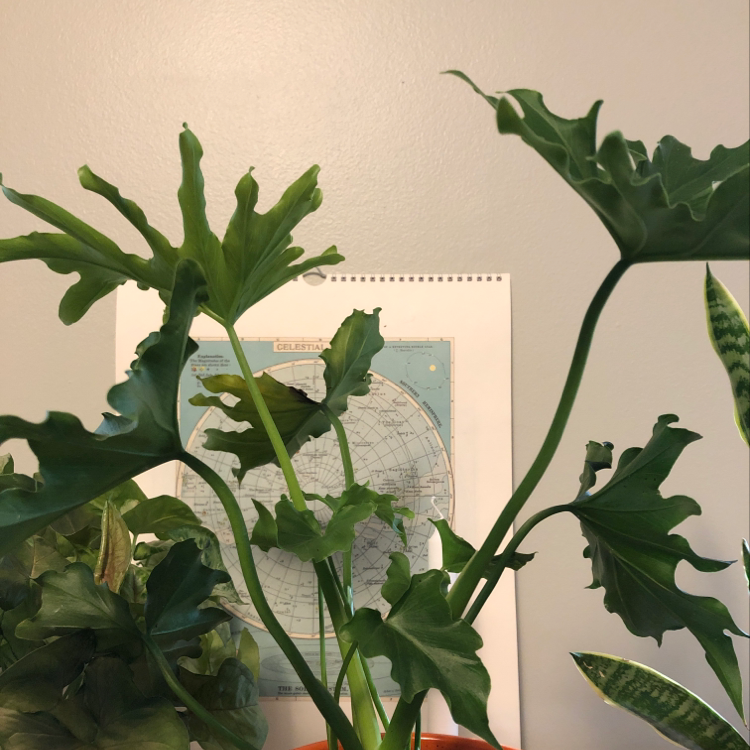 Philodendron Xanadu plant with green, lobed leaves. Background includes a map and other plants.