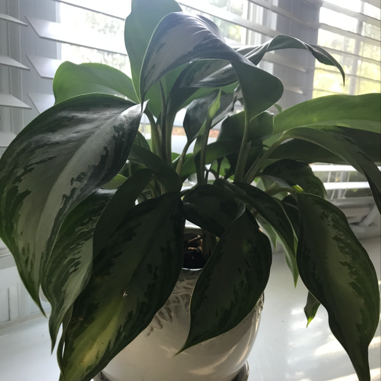 Healthy Chinese Evergreen plant with glossy variegated leaves in a white pot on a windowsill.